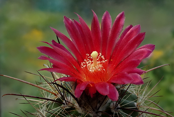 DSC00540Parodia suprema