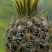 DSC00541Coryphantha echinoidea