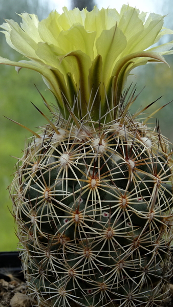 DSC00541Coryphantha echinoidea