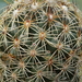 DSC00543Coryphantha echinoidea