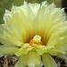 DSC00545Coryphantha echinoidea