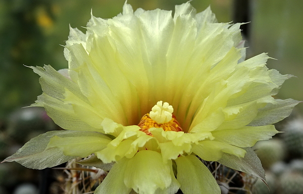 DSC00545Coryphantha echinoidea