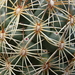 DSC00544Coryphantha echinoidea