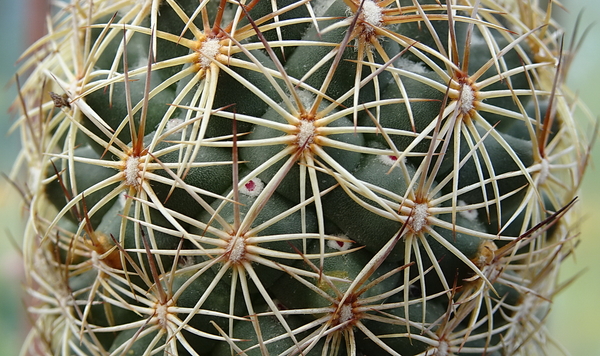 DSC00544Coryphantha echinoidea