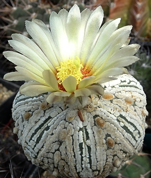 DSC00547Astrophytum asterias 'Superkabuto'