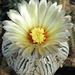 DSC00548Astrophytum asterias 'Superkabuto'