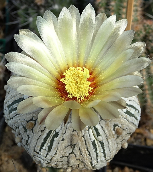 DSC00548Astrophytum asterias 'Superkabuto'