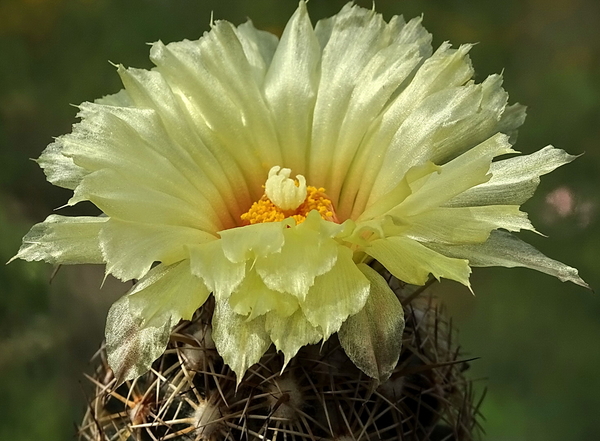 DSC00551Coryphantha echinoidea