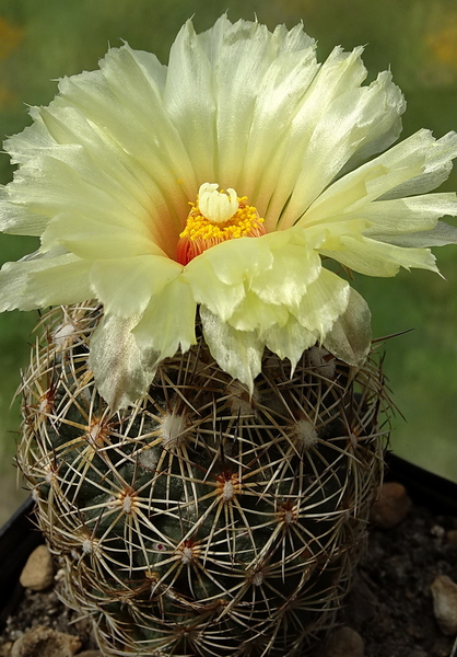 DSC00552Coryphantha echinoidea