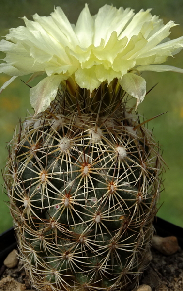 DSC00553Coryphantha echinoidea