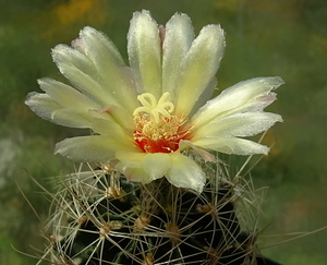 DSC00555Thelocactus setispinus var. setaceus