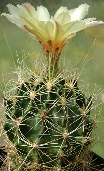 DSC00556Thelocactus setispinus var. setaceus