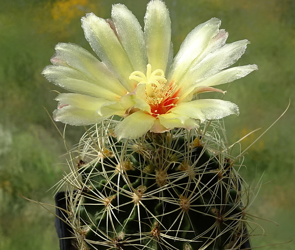 DSC00557Thelocactus setispinus var. setaceus