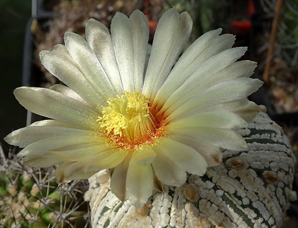 DSC00563Astrophytum asterias 'Superkabuto'