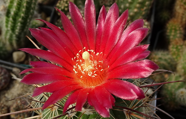 DSC00562Parodia suprema