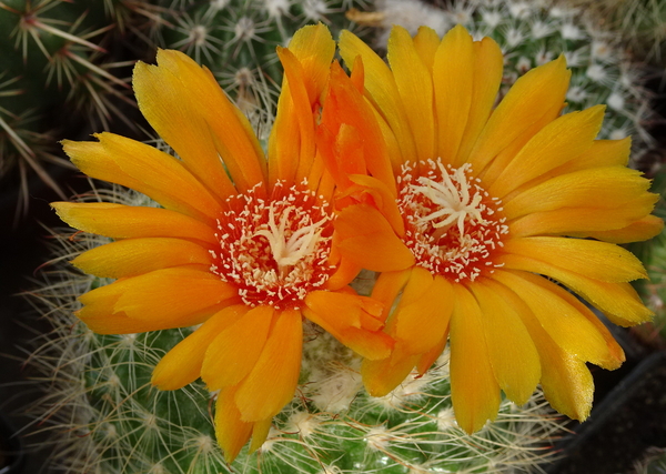 DSC00565Parodia malyana