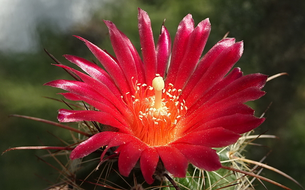 DSC00568Parodia suprema