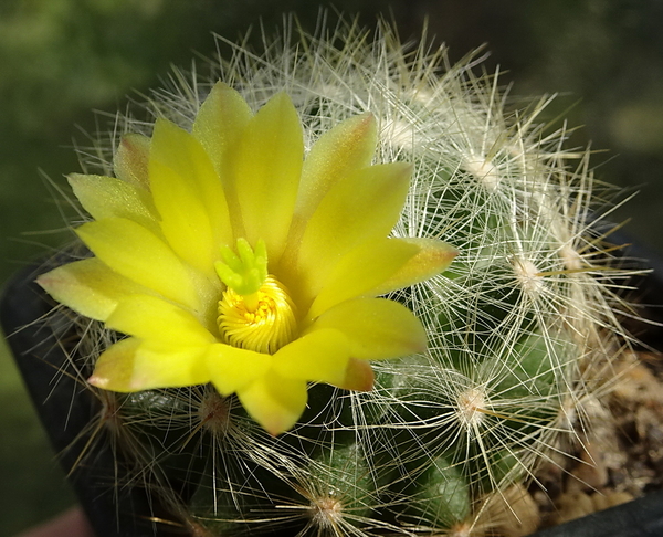 DSC00569Mammillaria baumii