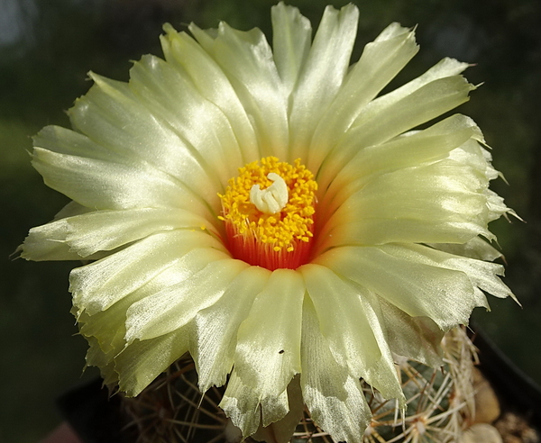 DSC00570Coryphantha echinoidea