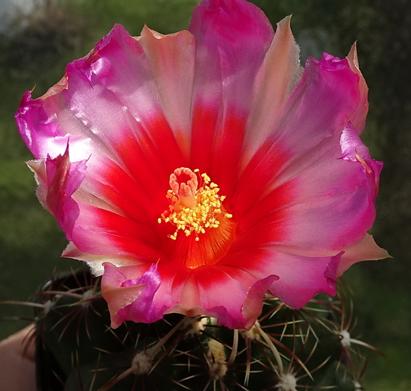 DSC00572Thelocactus bicolor ssp. commodus