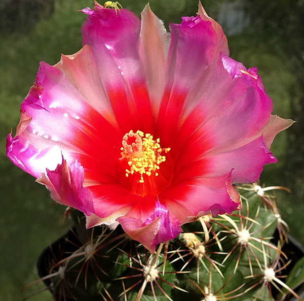 DSC00573Thelocactus bicolor ssp. commodus