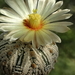 DSC00575Astrophytum asterias 'Superkabuto'