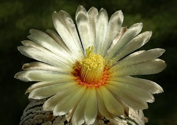 DSC00576Astrophytum asterias 'Superkabuto'