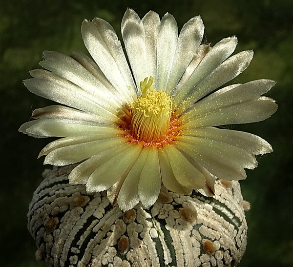 DSC00577Astrophytum asterias 'Superkabuto'