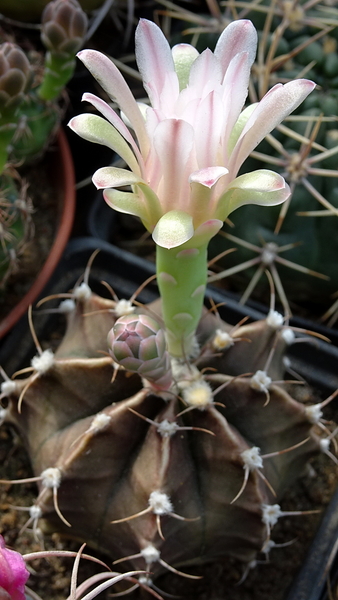 DSC00582Gymnocalycium friedrichii