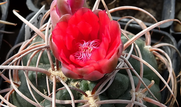 DSC00581Gymnocalycium carminanthum