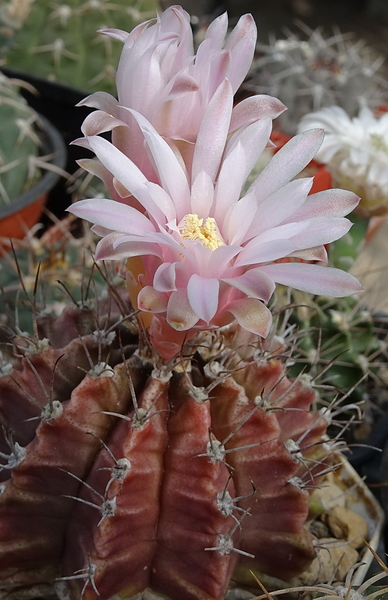 DSC00584Gymnocalycium friedrichii