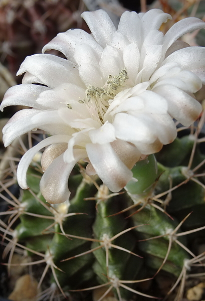 DSC00583Gymnocalycium griseo-pallidum