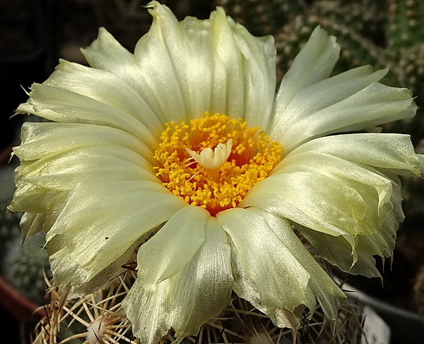 DSC00594Coryphantha echinoidea