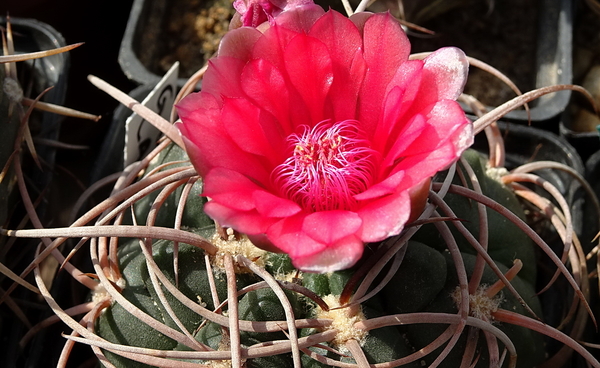 DSC00595Gymnocalycium carminanthum