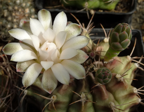 DSC00599Gymnocalycium anisitsi