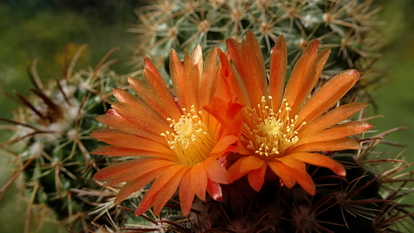 DSC00617Parodia otuyensis