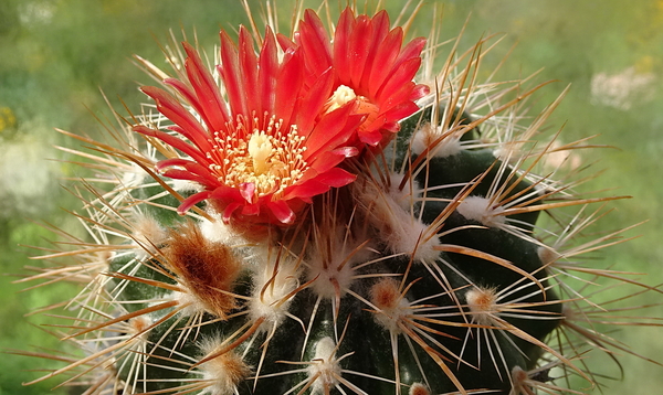 DSC00619Parodia aureicentra