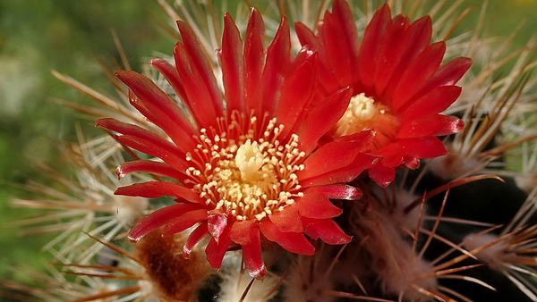 DSC00620Parodia aureicentra