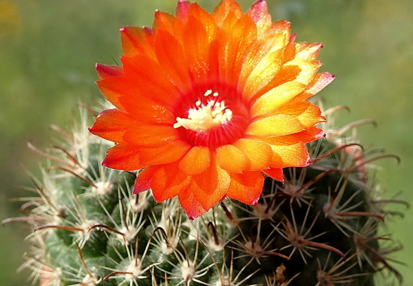 DSC00624Parodia rubellihamata P253