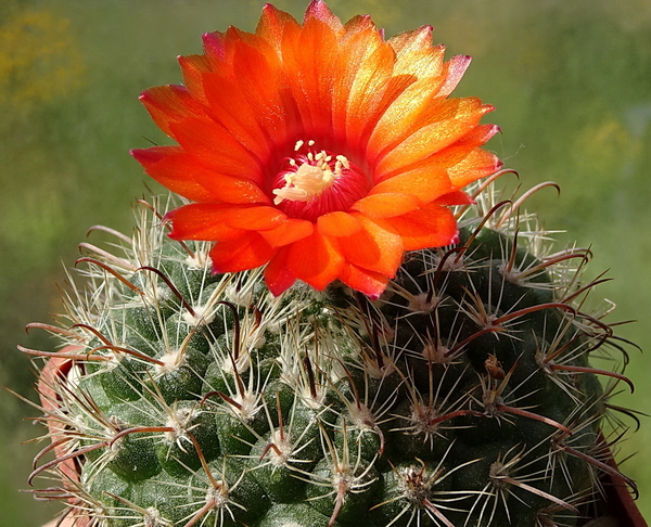 DSC00626Parodia rubellihamata P253