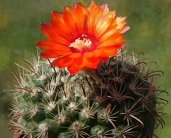 DSC00625Parodia rubellihamata P253