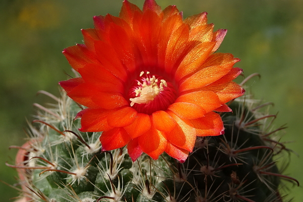 DSC00627Parodia rubellihamata P253