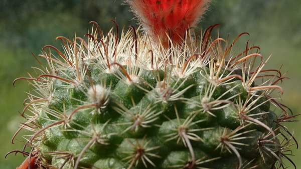 DSC00628Parodia rubellihamata P253
