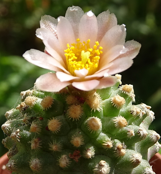 DSC00629Pediocactus knowltoni SB 304