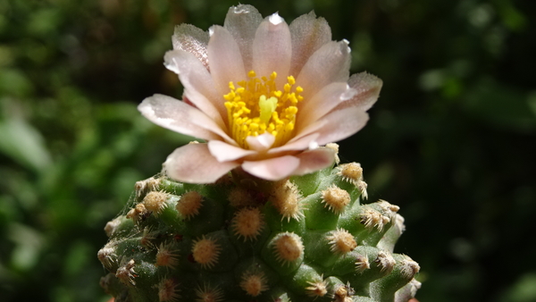 DSC00630Pediocactus knowltoni SB 304