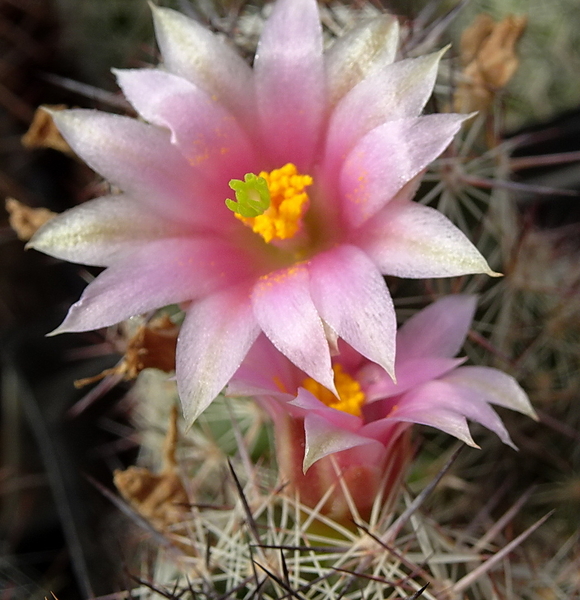 Mammillaria sheldonii