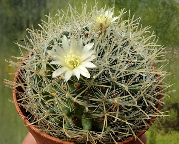 Mammillaria nazanensis