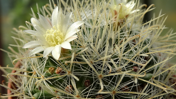 Mammillaria nazanensis