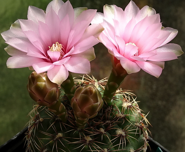 DSC00633Gymnocalycium lepidum