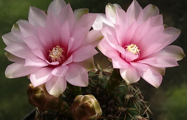 DSC00632Gymnocalycium lepidum